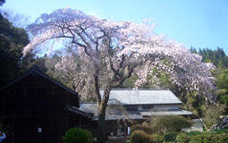 波野の桜